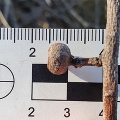 Eucalyptus capitellata