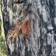 Eucalyptus capitellata