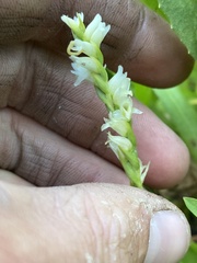 Spiranthes perexilis