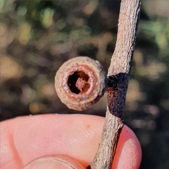 Eucalyptus capitellata