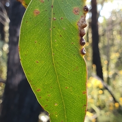 Eucalyptus capitellata