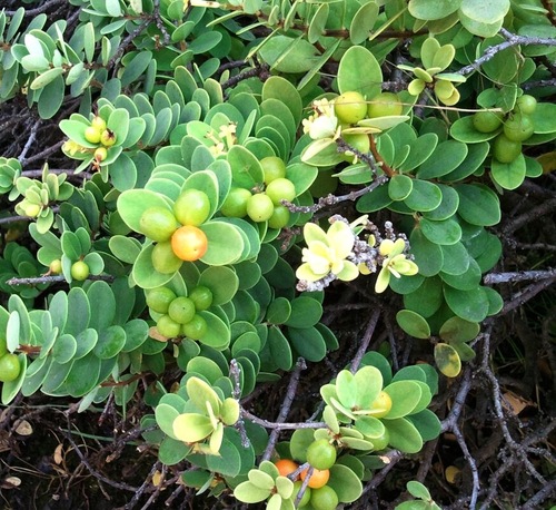 Image of Wikstroemia uva by (c) Kyle Van Houtan, some rights reserved (CC BY)