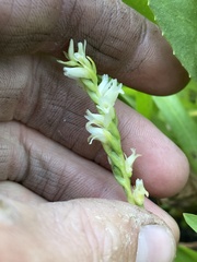 Spiranthes perexilis