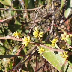 Eucalyptus capitellata