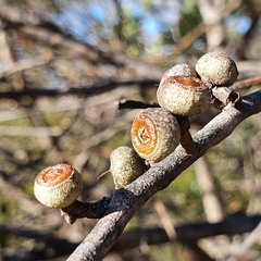 Eucalyptus capitellata