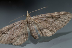 Eupithecia unicolor