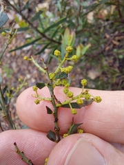 Acacia hamiltoniana