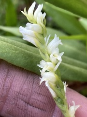 Spiranthes perexilis