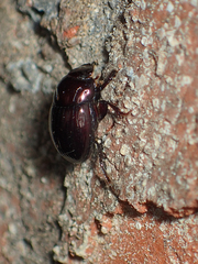 Ateuchus histeroides