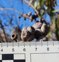 Eucalyptus capitellata