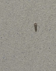 Blastobasis adustella