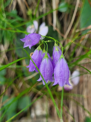 Image of Campanula cespitosa by (c) Jacek Pietruszewski, some rights reserved (CC BY)