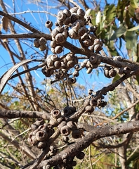 Eucalyptus capitellata