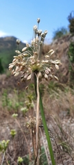 Allium oporinanthum