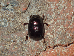 Ateuchus histeroides