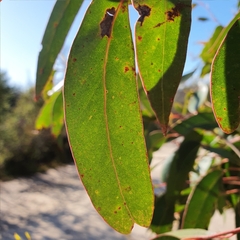 Eucalyptus capitellata
