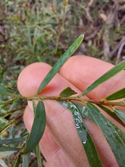 Acacia hamiltoniana