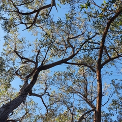 Eucalyptus capitellata