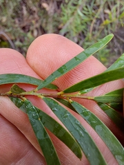 Acacia hamiltoniana