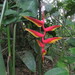 Heliconia marginata - Photo (c) Vincent A. Vos, some rights reserved (CC BY), uploaded by Vincent A. Vos