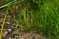 Pilularia globulifera