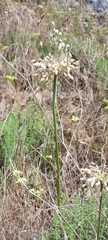 Allium oporinanthum