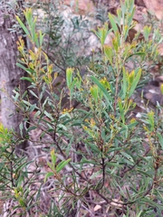 Acacia hamiltoniana