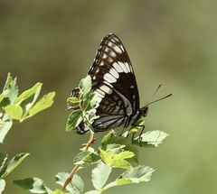 Limenitis weidemeyerii nevadae