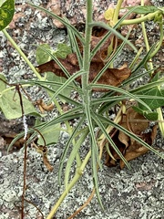 Croptilon hookerianum