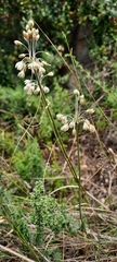 Allium oporinanthum