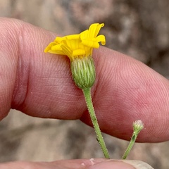 Croptilon hookerianum