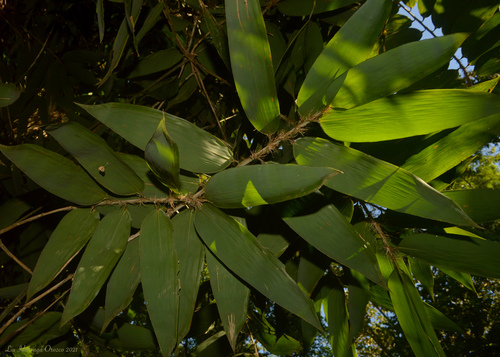Merostachys ternata