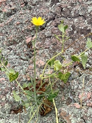 Croptilon hookerianum