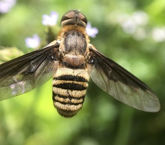 Exoprosopa brevirostris