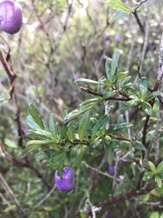 Billardiera longiflora
