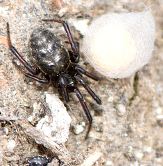 Steatoda albomaculata