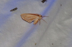 Sabulodes niveostriata