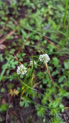 Cyperus seslerioides