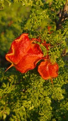 Erythrophysa alata