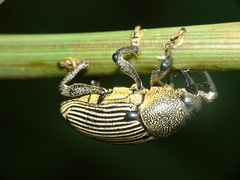 Cholus parallelogrammus