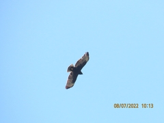Buteo brachyurus