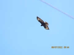 Buteo brachyurus