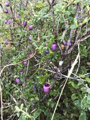 Billardiera longiflora