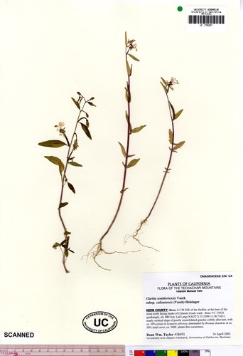Clarkia tembloriensis ssp. calientensis