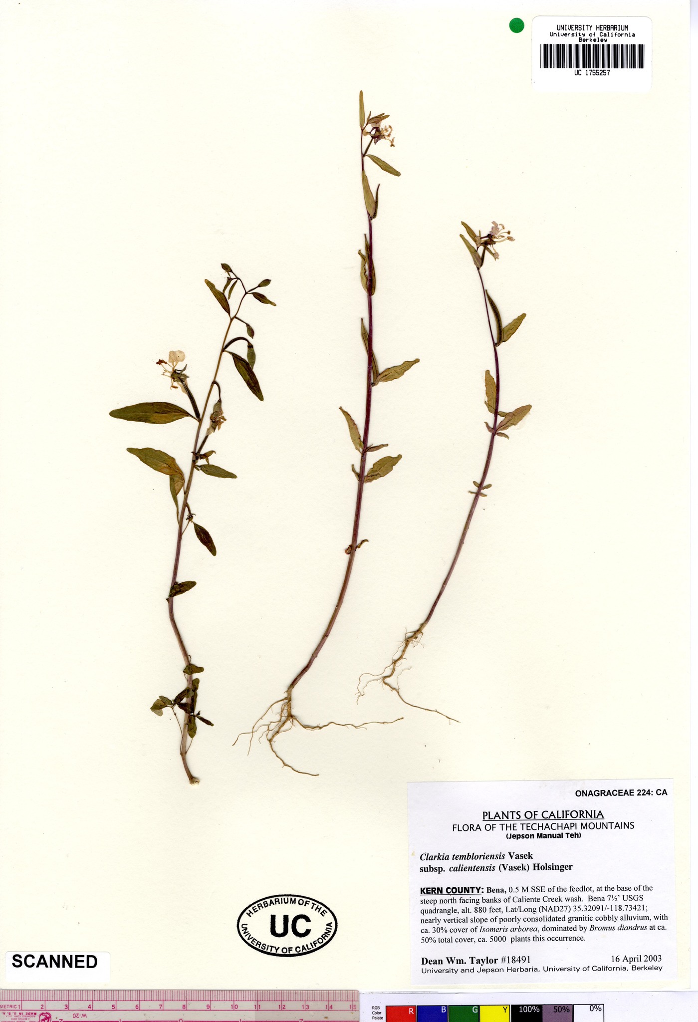 Clarkia tembloriensis ssp. calientensis