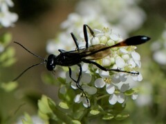 Ammophila fernaldi