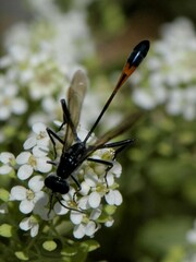 Ammophila fernaldi