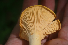 Cantharellus flavus