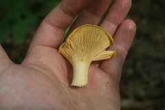 Cantharellus flavus