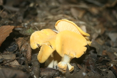 Cantharellus flavus
